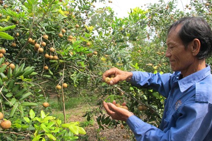 Vietgap longan growing model in Ba Ria Vung Tau - ảnh 2